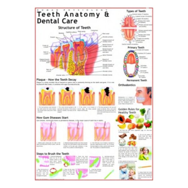 Teeth Anatomy & Dental Care - Science Educational Chart – Laminated Paper