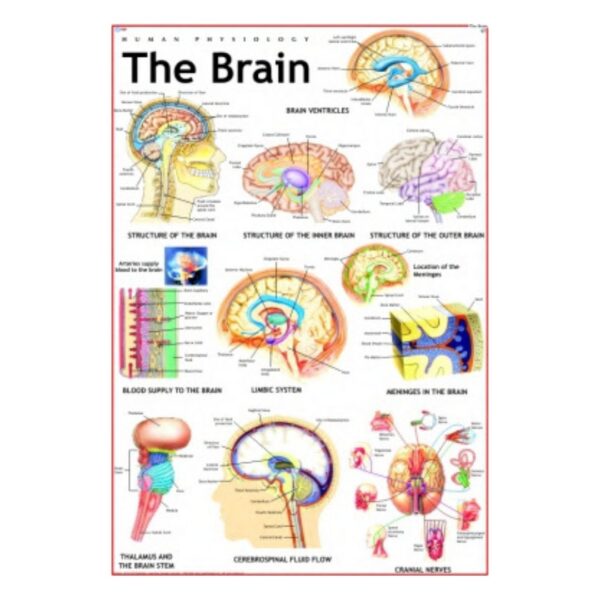 The Brain - Science Educational Chart – Laminated Paper