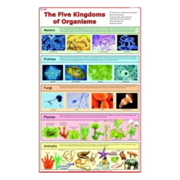 The Five Kingdoms of Organisms - Science Educational Chart – Laminated Paper