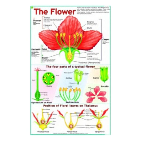 The Flower - Science Educational Chart – Laminated Paper