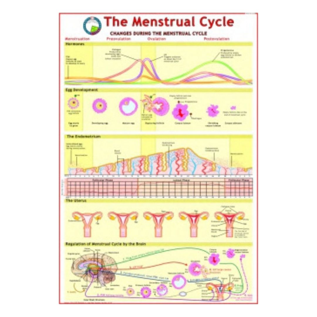 The Menstrual Cycle Educational Chart – Laminated Paper (70 x 100 cm)