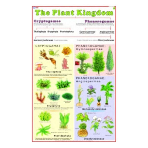 The Plant Kingdom - Science Educational Chart – Laminated Paper