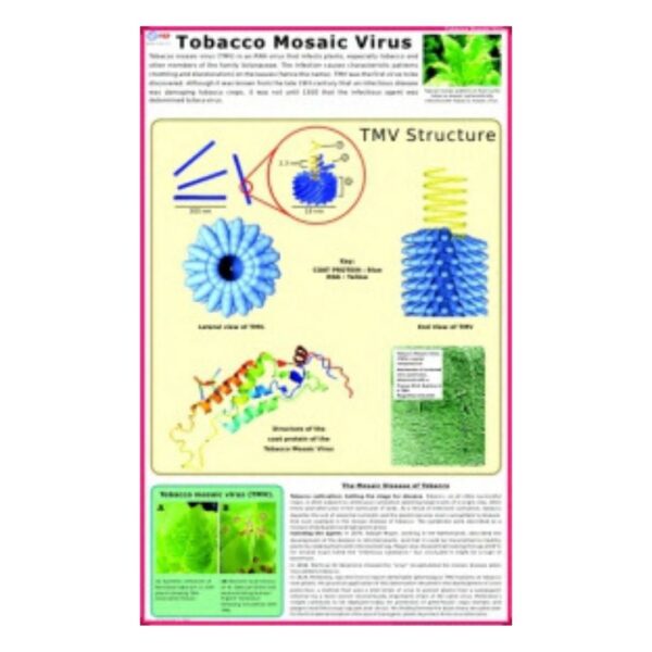 Tobacco Mosaic Virus - Science Educational Chart – Laminated Paper