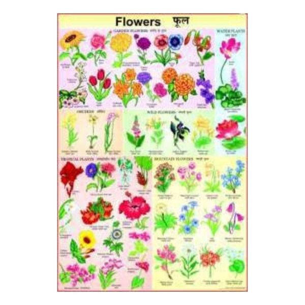 Types of Flowers Educational Wall Chart – Preschool & Kindergarten Classroom Poster – Laminated Heavyweight Cardstock