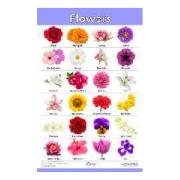 Types of Flowers Identification Educational Chart for Kids – Science Learning Poster for Classroom & Homeschool – Durable Laminated Heavyweight Cardstock, Gloss Finish