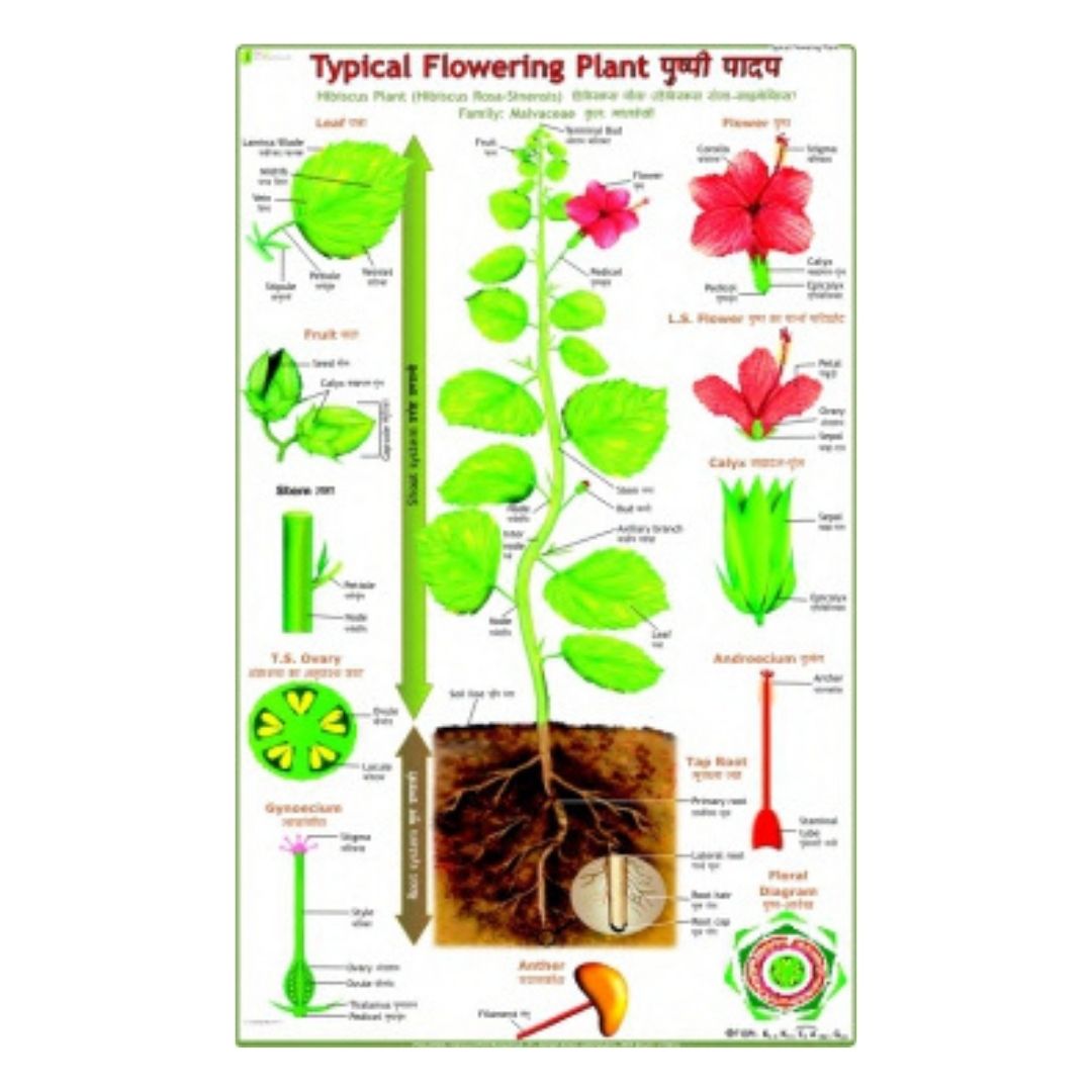 Typical Flowering Plant Educational Chart – Laminated Paper (70 x 100 cm)