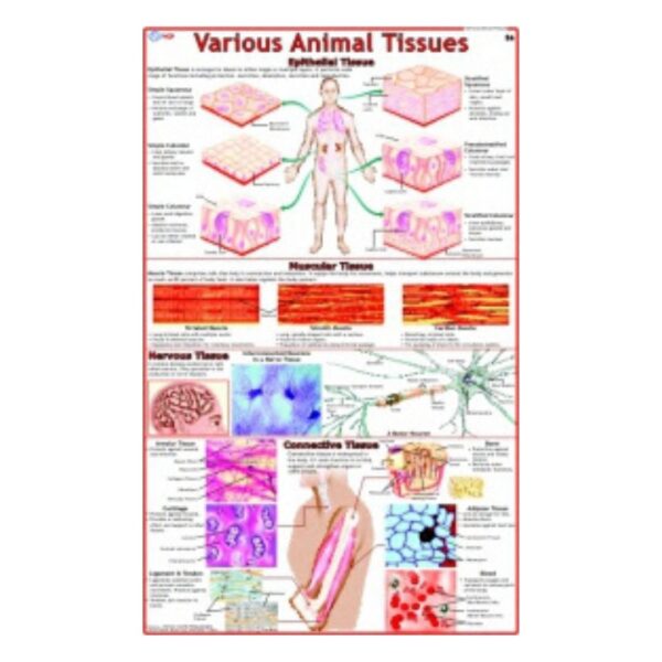 Various Animal Tissues - Science Educational Chart – Laminated Paper