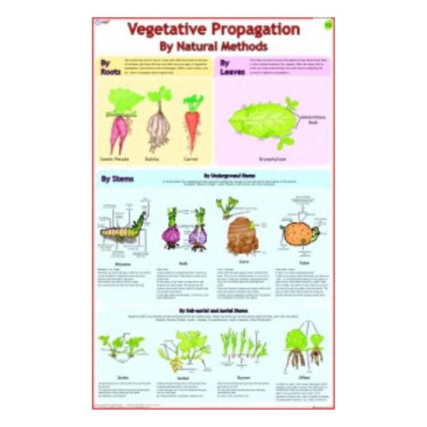 Vegetative Propagation - Science Educational Chart – Laminated Paper