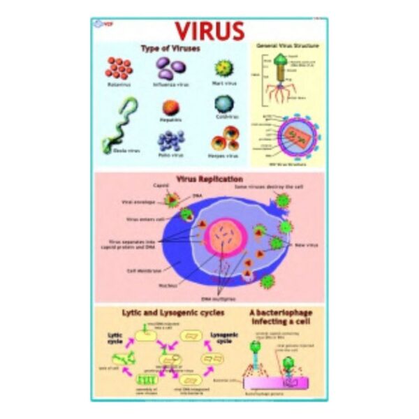 Virus - Science Educational Chart – Laminated Paper