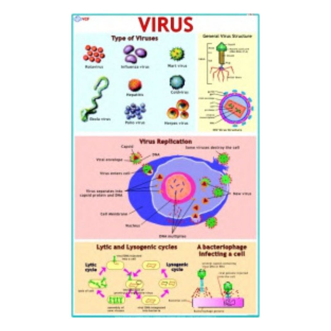 Virus Educational Chart – Laminated Paper (70 x 100 cm)