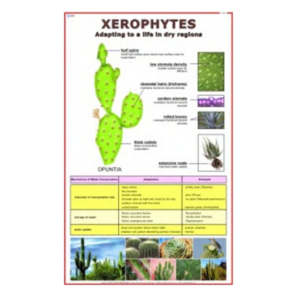 Xerophytes - Science Educational Chart – Laminated Paper