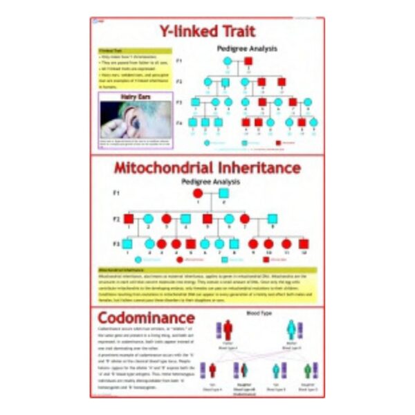Y-linked Trait - Science Educational Chart – Laminated Paper